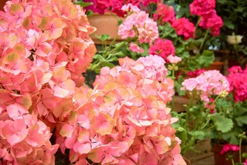 Blooming hydrangea. Floral background. Background of blooming flowers