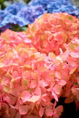 Fototapeta premium Blooming hydrangea. Floral background. Background of blooming flowers