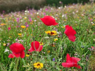 field of red poppies