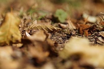Der Waldboden im Herbst