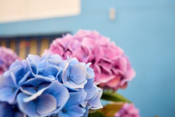 Blooming hydrangea. Floral background. Background of blooming flowers