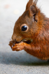 Fototapeta premium Kopf und Pfoten eines freigestellten fressenden jungen Ecihörnchen in der Seitenansicht