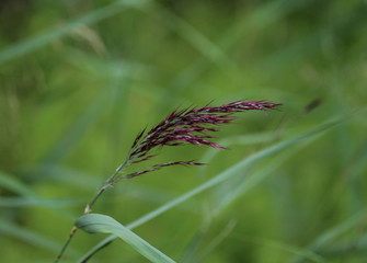 Phragmites australis, also called common reed or reed