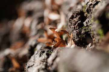 Herbstlicher Waldboden