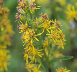 Solidago virgaurea, common called European goldenrod or woundwort