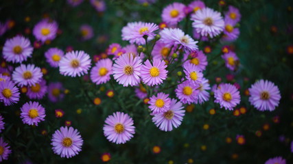 beautiful floral background of autumn flowers. santbrink asters virgin variety Amethyst color...