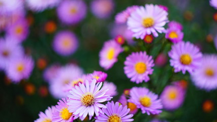 beautiful floral background of autumn flowers. santbrink asters virgin variety Amethyst color purple or violet petals.