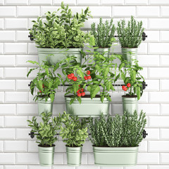 Fototapety  Decorative plants for the kitchen on railing in a bucket