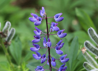 Lupinus polyphyllus flower, known as big-leaved lupine, many-leaved lupine or, garden lupin