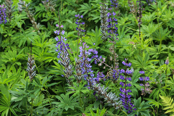 Lupinus polyphyllus flower, known as big-leaved lupine, many-leaved lupine or, garden lupin