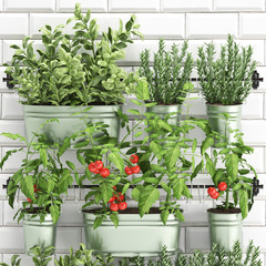 Decorative plants for the kitchen on railing in a bucket - obrazy, fototapety, plakaty