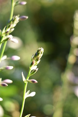 Blütenknospen einer Funkie (Hosta)
