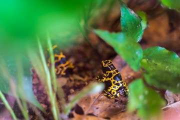 Riga National Zoological Garden, Zoo Mezaparks Riga Latvia Europe