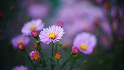 beautiful floral background of autumn flowers. santbrink asters virgin variety Amethyst color purple or violet petals.