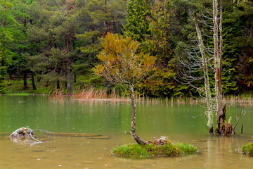 Opacua forest, which is located in Alava