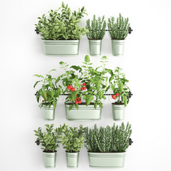 Decorative plants for the kitchen on railing in a bucket