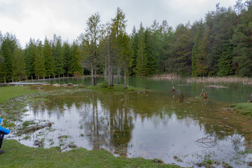 Opacua forest, which is located in Alava