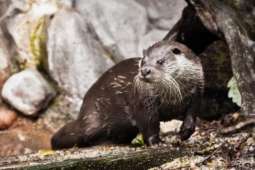 Fototapeta premium otter animal close-up, animal of Europe and Siberia
