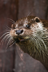 muzzle of an otter, portrait of a baleen otter - closeup animal animal of Europe and Siberia