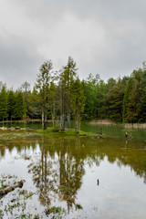 Fototapeta na wymiar Opacua forest, which is located in Alava