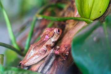 Riga National Zoological Garden, Zoo Mezaparks Riga Latvia Europe