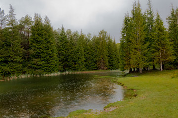 Opacua forest, which is located in Alava