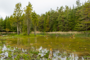 Obraz premium Opacua forest, which is located in Alava