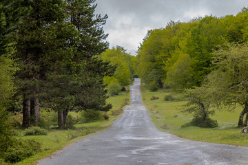 Opacua forest, which is located in Alava