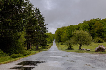 Opacua forest, which is located in Alava