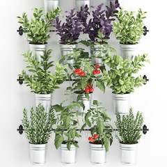 Decorative plants for the kitchen on railing in a bucket