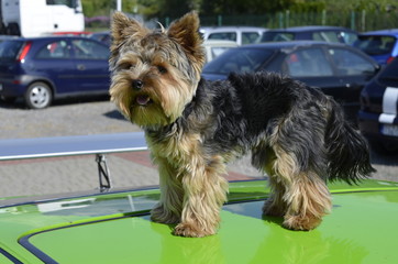 pies, yorkshire, terier, zwierzak, psinka, domowych, bystra, canino, braun, yorkshire terrier