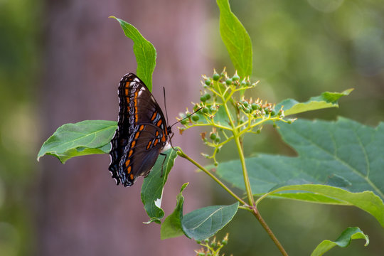 รูปภาพAstyanax เลือกดูภาพถ่ายสต็อก เวกเตอร์ และวิดีโอ187 Adobe Stock