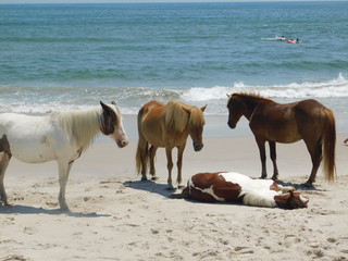 Four Horses of the Beach II
