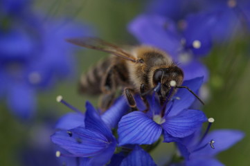 Biene mag Blau 3