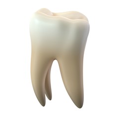3D render of single molar tooth isolated on white