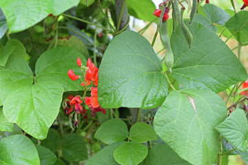 Phaseolus coccineus, also known as runner bean.
