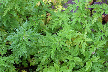 Urtica cannabina, hemp-leaved nettle.