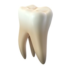 3D render of single molar tooth isolated on white