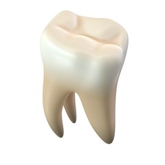 3D render of single molar tooth isolated on white