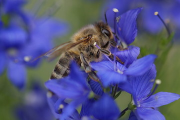 Biene mag Blau 2
