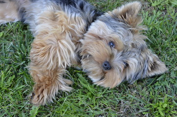 pies, yorkshire, terier, zwierzak, psinka, domowych, bystra, canino, braun, yorkshire terrier © Szymon