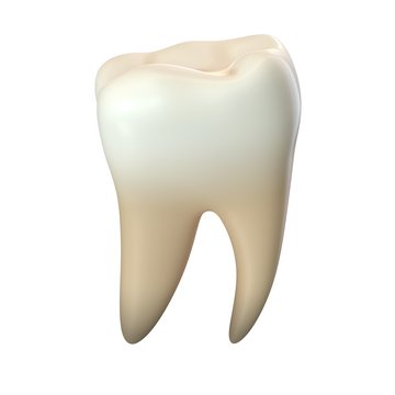 3D render of single molar tooth isolated on white