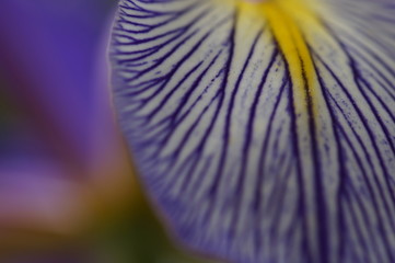 Bl&uuml;te gestreift