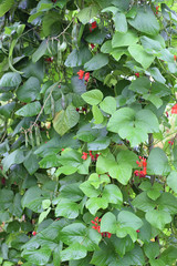 Phaseolus coccineus, also known as runner bean. Vertical image.