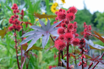 Ricinus communis, also known as castor bean or castor oil plant. It is the world's most poisonous common plant.