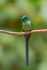 Long-tailed Sylph - Aglaiocercus kingi, beautiful long tailed hummingbird from cloudy forest of Andeans slopes, Guango Lodge, Ecuador, South America.