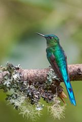 Long-tailed Sylph - Aglaiocercus kingi, beautiful long tailed hummingbird from cloudy forest of Andeans slopes, Guango Lodge, Ecuador, South America.