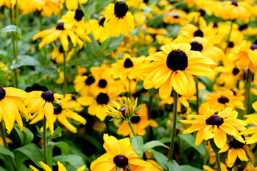 Rudbeckia hirta var. pulcherrima yellow flower. Commonly called black eyed Susan. Also known as...
