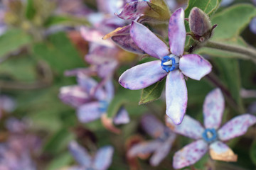 Oxypetalum coeruleum, also known as tweedia caerulea flower. Copy space.