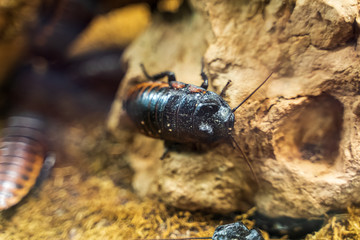 Riga National Zoological Garden, Zoo Mezaparks Riga Latvia Europe